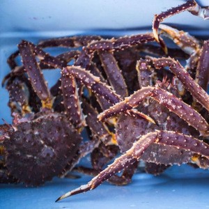 Live Red King Crabs