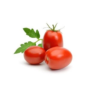 Mexico Grown Fresh Red Tomato Roma Robinson Fresh MOQ 10 pieces Quick Delivery in US