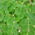 Import Moringa Leaf Extract Powder Organic,Organic Moringa Leaf Powder from China