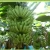 Import National Invention Patent Product banana tree biological fertilizer from China