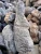Import Natural aquarium decoration Ancient stone turtle grain stone dragon rock for landscaping and gardening from China
