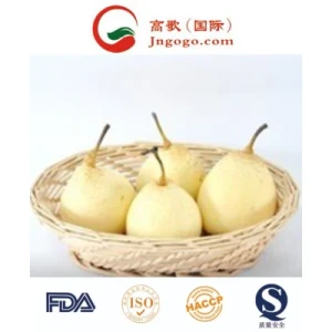 New Crop High Quality Fresh Ya Pear Fresh Pear Asian Pear (28/32/36/40/44)
