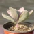 Import Nursery direct Korean variegated live succulent plants with competitive price from China