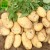 Import Potatoes fresh potato Chinese new crop export quality sweet potato fresh for wholesale from China