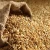 Import Premium High Quality Animal Feed Barley from Kenya