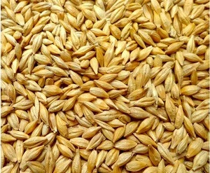 Premium quality Rye grains for sale