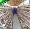 Professional manufacture cheap chicken farm layer cages for sale in zimbabwe
