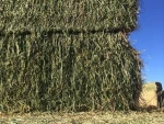 Quality Alfafa Hay for Animal Feeding Stuff Alfalfa / Alfalfa Hay