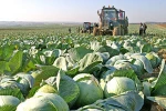 Quality Fresh Cabbage