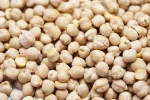 Quality Kabuli Chickpeas