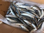 Sea Frozen Whole Round Pacific Mackerel fish on sales frozen seafood canned food