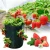Import Strawberry Planting Bag With Planter Pockets 5/7/10 Gallon With Handle Bolsa De Cultivo Vegetable Plants Garden Grow Bags from China