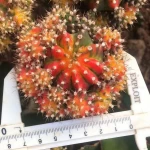 Succulents wholesale live plants natural indoor cactus plant succulent nursery decoration woody plant