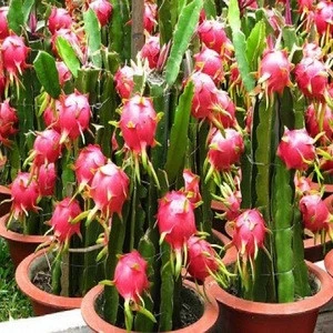 Top Grades Nature Dragon Fruits for sale