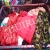 Import used ladies dress second hand clothes from China
