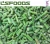 Import Wholesale China FROZEN GREEN ASPARAGUS FOR SALE from China
