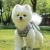 Import Wholesale Customization High-end Dog pet collars & leashes from China
