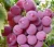 Import Wholesale Fresh Grapes / Fresh Green Grapes from Canada