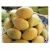 Import Wholesale Fresh Mango VIETNAMESE / Sweet Mango Fruit / Mango Pulp For Sale from Vietnam