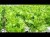 Import Wholesale Hydroponic Green Batavia Lettuce Fresh Vegetable Lettuce in Egypt Organic Vegetable for Salad from Egypt