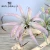 Import Wholesale  plastic air plant artificial plant for office&amp;outdoor decoration from China