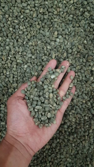 Arabica Green Bean Civet Coffee / Luwak Coffee