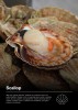 Frozen Scallop (With shell / Half shell / Meat)