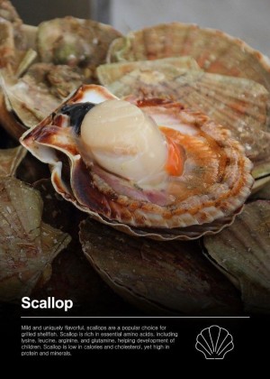 Frozen Scallop (With shell / Half shell / Meat)