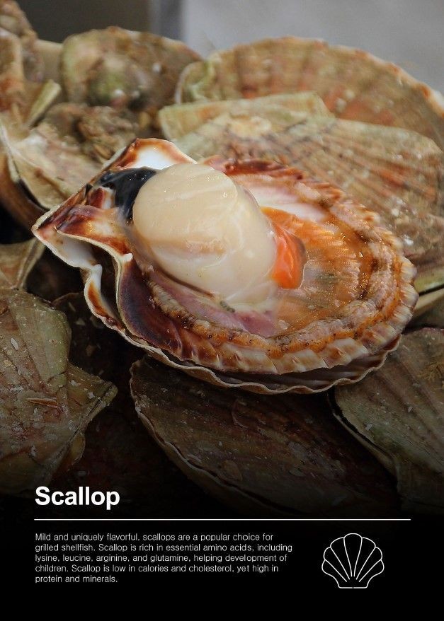 Buy Frozen Scallop (with Shell / Half Shell / Meat) from Teraso Food