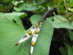 Organic Green Mung Beans for Healthy Cooking and Sprouting