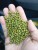 Import Green Mung Beans from Myanmar