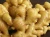 Import Organic fresh ginger from South Africa