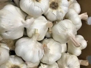 High Quality  Normal  Garlic