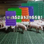 畜牧养殖设备养猪漏缝板 塑料漏粪板 小猪地板食槽母猪产床1