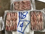Frozen Squid Loligo