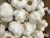 Import High Quality  Normal  Garlic from South Africa