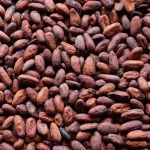 Organic Premium Quality Roasted Raw Cocoa Beans Wholesale Dried Cacao with Organic Certificate