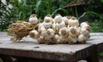fresh garlic - TURKEY origin - Anatolian Region