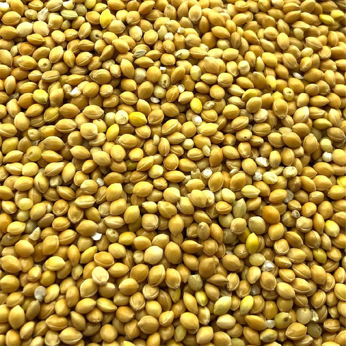 Buy Quality Organic Millet from Global Grains INC, Poland