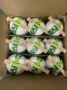 Fresh coconuts
