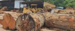 Factory Price Bangkirai Logs Bulk Sale Durable Outdoor Wood Material Available
