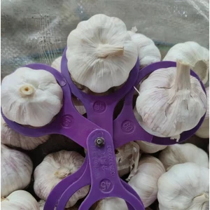 Fresh Garlic from Ecuador