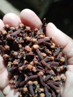 Clove