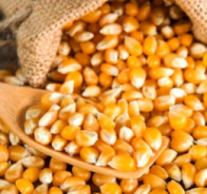 Yellow Corn