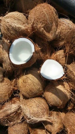 Semi husked matured coconut