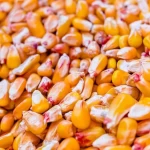 Yellow Corn GMO - Human Consumption