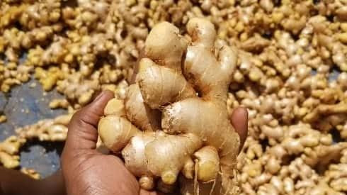 Buy Dry Split Ginger from Agro Trade Limited, Nigeria | Tradewheel.com