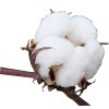 quality raw cotton bales Raw cotton / Cotton Yarn / Cotton Fiber