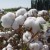 Import quality raw cotton bales Raw cotton / Cotton Yarn / Cotton Fiber from South Africa