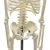Import Human 45cm Height Skeleton Model With Plastic Base from China